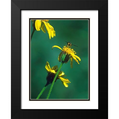 Bee on Golden Eyes Bloom Black Modern Wood Framed Art Print with Double Matting by Fitzharris, Tim