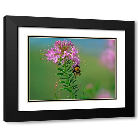 Bumble Bee Hangong on Rock Mountain Beeplant Black Modern Wood Framed Art Print with Double Matting by Fitzharris, Tim