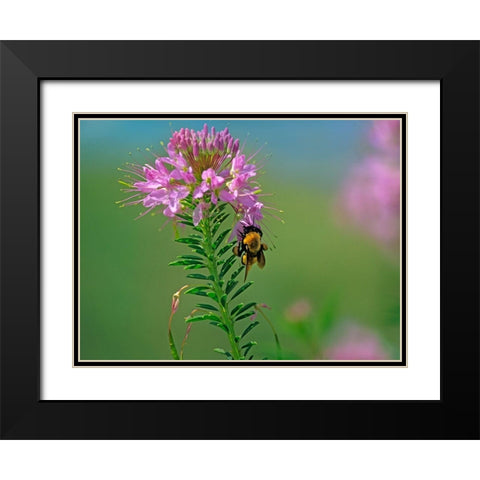 Bumble Bee Hangong on Rock Mountain Beeplant Black Modern Wood Framed Art Print with Double Matting by Fitzharris, Tim