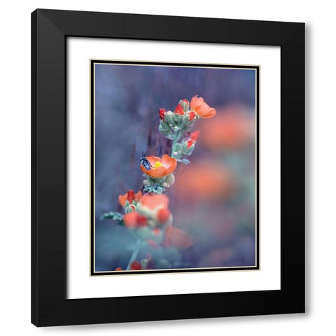 Desert Globemallow I Black Modern Wood Framed Art Print with Double Matting by Fitzharris, Tim