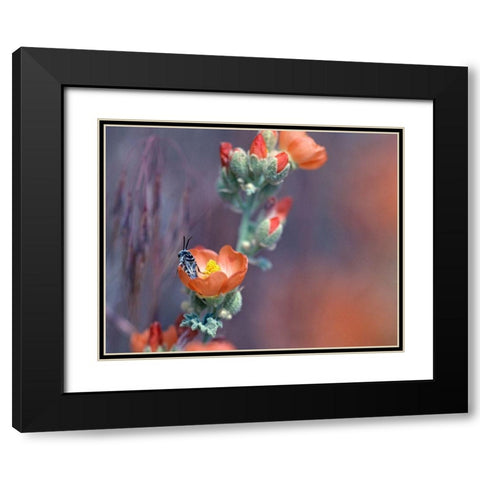 Desert Globemallow II Black Modern Wood Framed Art Print with Double Matting by Fitzharris, Tim