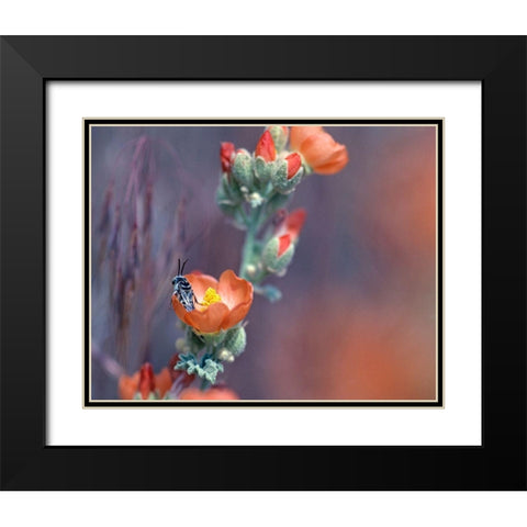 Desert Globemallow II Black Modern Wood Framed Art Print with Double Matting by Fitzharris, Tim