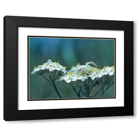 Red Spotted Crab Spider on Queen Annes Lace Black Modern Wood Framed Art Print with Double Matting by Fitzharris, Tim