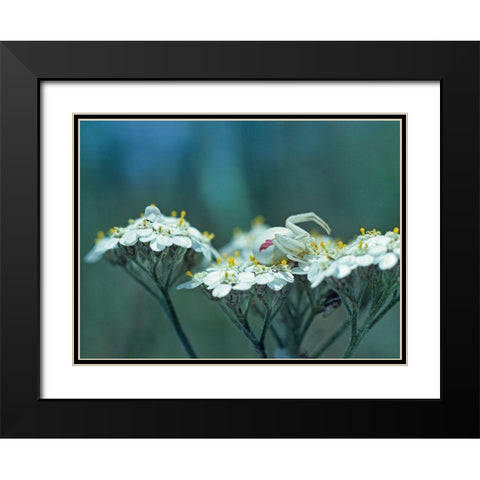 Red Spotted Crab Spider on Queen Annes Lace Black Modern Wood Framed Art Print with Double Matting by Fitzharris, Tim