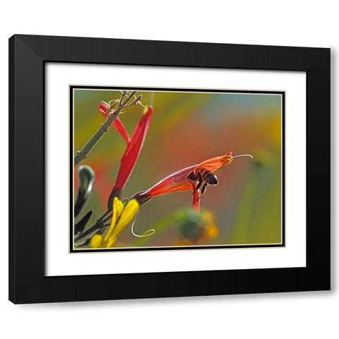 Honey Bee in Chuparosa Black Modern Wood Framed Art Print with Double Matting by Fitzharris, Tim