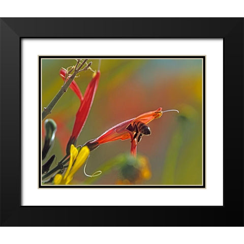 Honey Bee in Chuparosa Black Modern Wood Framed Art Print with Double Matting by Fitzharris, Tim