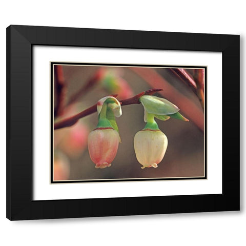 Blueberry Blossoms Black Modern Wood Framed Art Print with Double Matting by Fitzharris, Tim