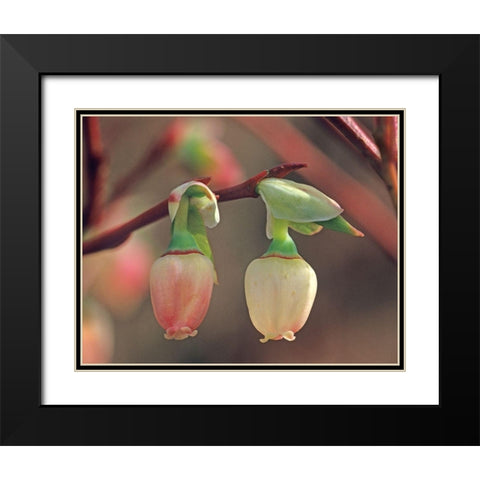 Blueberry Blossoms Black Modern Wood Framed Art Print with Double Matting by Fitzharris, Tim