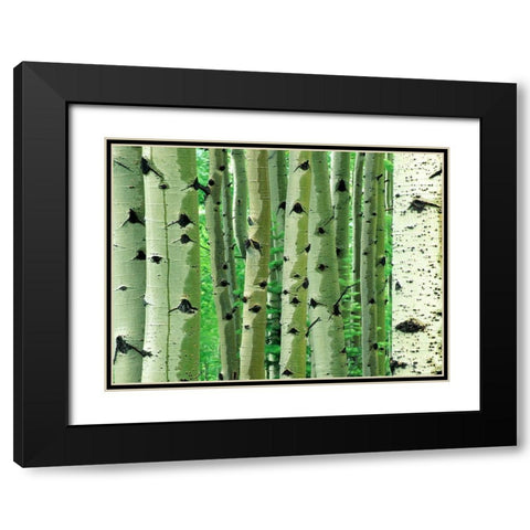 Aspen Trunks Black Modern Wood Framed Art Print with Double Matting by Fitzharris, Tim