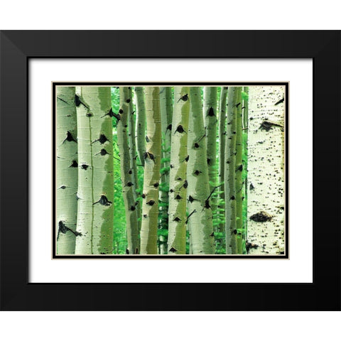 Aspen Trunks Black Modern Wood Framed Art Print with Double Matting by Fitzharris, Tim