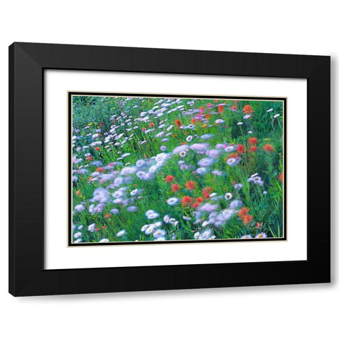 Alpine Wildflowers Black Modern Wood Framed Art Print with Double Matting by Fitzharris, Tim