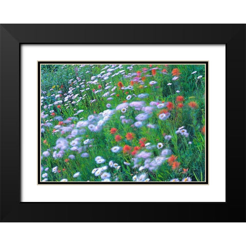 Alpine Wildflowers Black Modern Wood Framed Art Print with Double Matting by Fitzharris, Tim