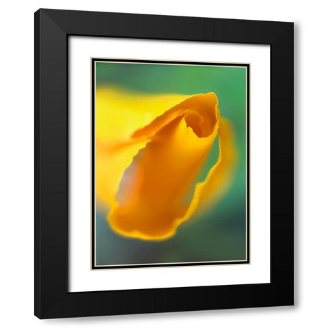 California Poppy Black Modern Wood Framed Art Print with Double Matting by Fitzharris, Tim