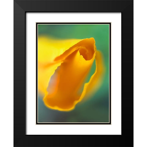 California Poppy Black Modern Wood Framed Art Print with Double Matting by Fitzharris, Tim