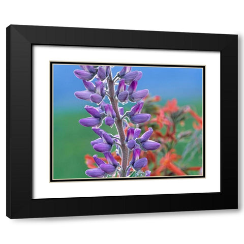 Lupine with Scarlet Gilia Black Modern Wood Framed Art Print with Double Matting by Fitzharris, Tim