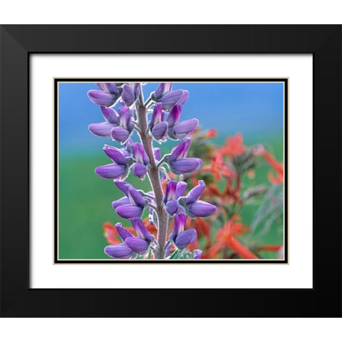 Lupine with Scarlet Gilia Black Modern Wood Framed Art Print with Double Matting by Fitzharris, Tim