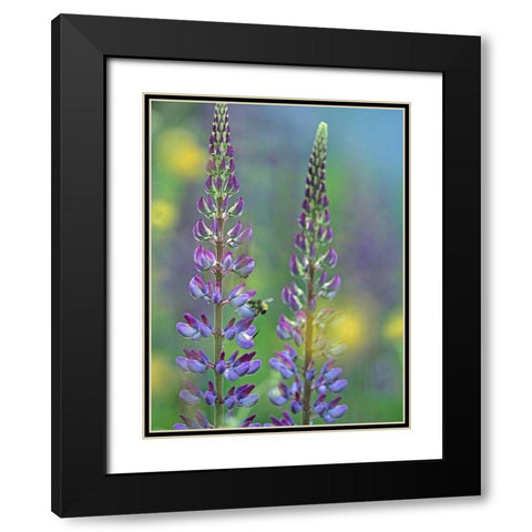 Tall Lupines I Black Modern Wood Framed Art Print with Double Matting by Fitzharris, Tim