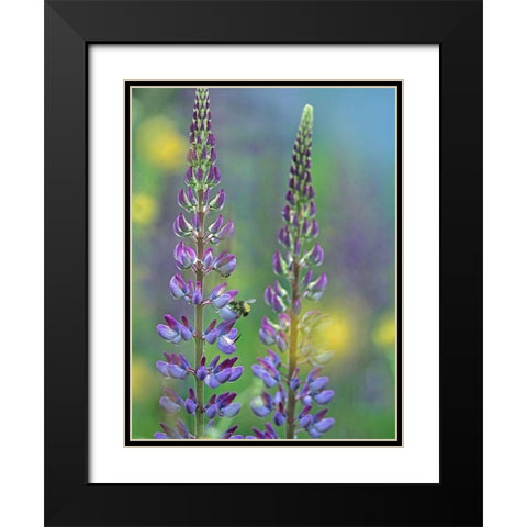 Tall Lupines I Black Modern Wood Framed Art Print with Double Matting by Fitzharris, Tim