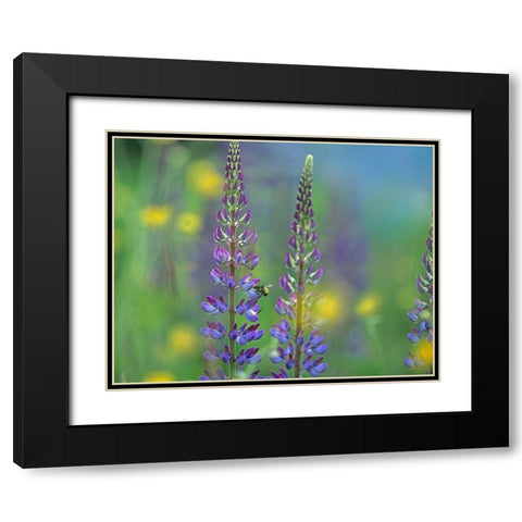 Tall Lupines II Black Modern Wood Framed Art Print with Double Matting by Fitzharris, Tim