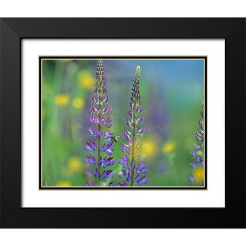 Tall Lupines II Black Modern Wood Framed Art Print with Double Matting by Fitzharris, Tim