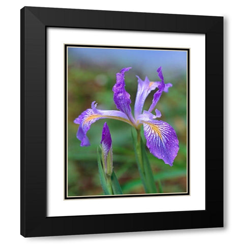 Douglas Iris Black Modern Wood Framed Art Print with Double Matting by Fitzharris, Tim