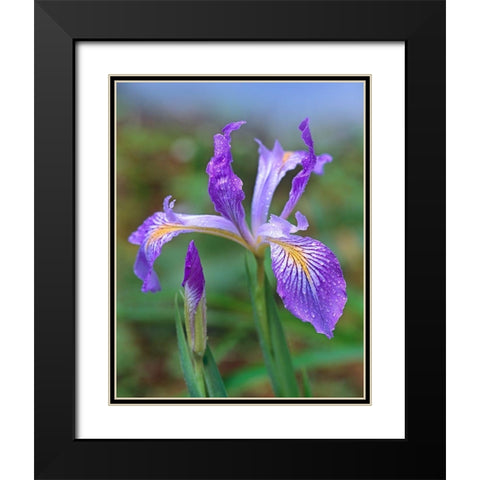 Douglas Iris Black Modern Wood Framed Art Print with Double Matting by Fitzharris, Tim