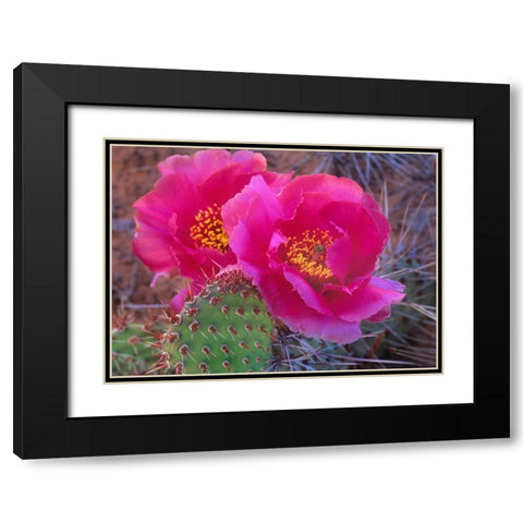 Grizzly Bear Cactus Black Modern Wood Framed Art Print with Double Matting by Fitzharris, Tim