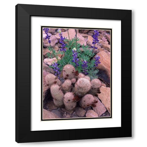 Brown Flowered Cactus and Lupines Black Modern Wood Framed Art Print with Double Matting by Fitzharris, Tim