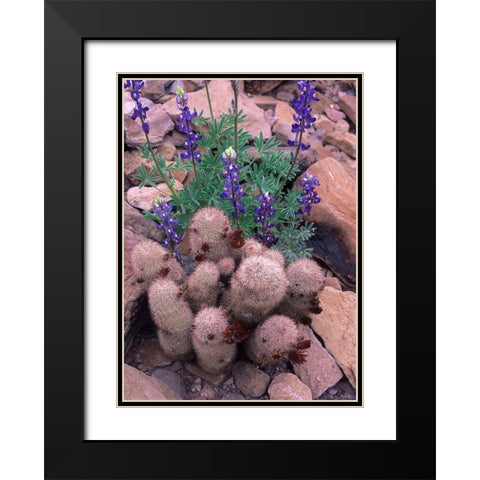 Brown Flowered Cactus and Lupines Black Modern Wood Framed Art Print with Double Matting by Fitzharris, Tim