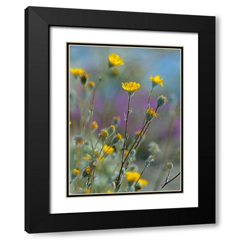 Desert Sunflowers Black Modern Wood Framed Art Print with Double Matting by Fitzharris, Tim