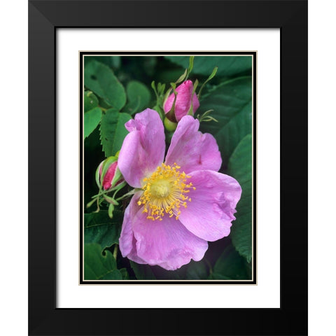 Wild Rose Black Modern Wood Framed Art Print with Double Matting by Fitzharris, Tim