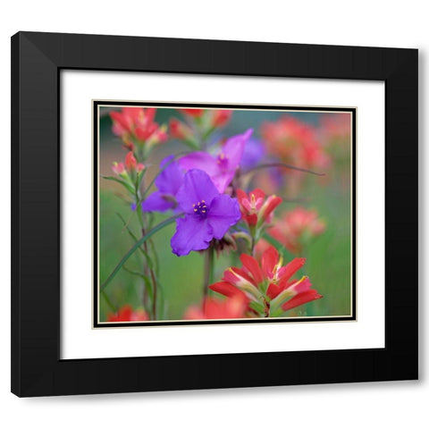 Prarie Spiderwort and Indian paintbrushes Black Modern Wood Framed Art Print with Double Matting by Fitzharris, Tim