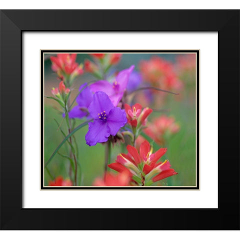 Prarie Spiderwort and Indian paintbrushes Black Modern Wood Framed Art Print with Double Matting by Fitzharris, Tim