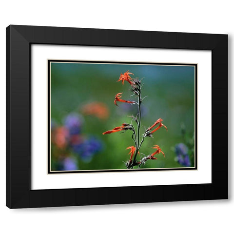 Scarlet Trumpets Black Modern Wood Framed Art Print with Double Matting by Fitzharris, Tim