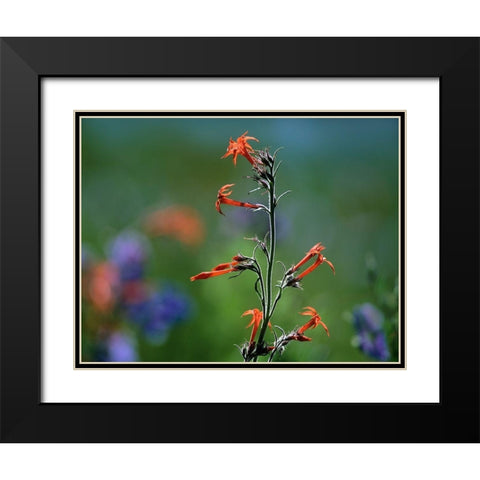 Scarlet Trumpets Black Modern Wood Framed Art Print with Double Matting by Fitzharris, Tim