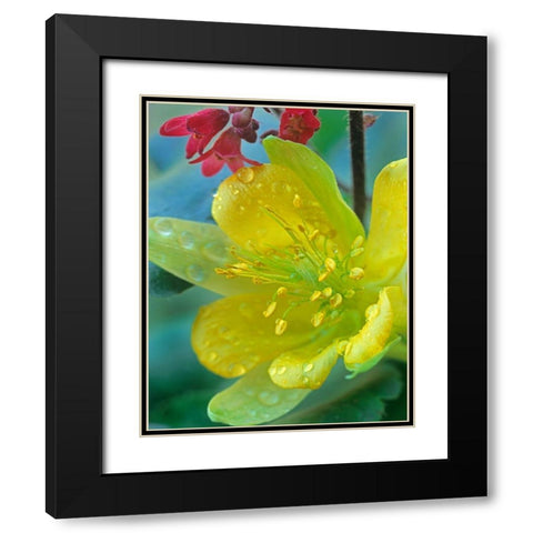 Yellow Columbine and Coral Bells Black Modern Wood Framed Art Print with Double Matting by Fitzharris, Tim