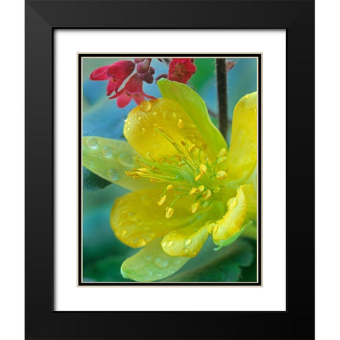 Yellow Columbine and Coral Bells Black Modern Wood Framed Art Print with Double Matting by Fitzharris, Tim