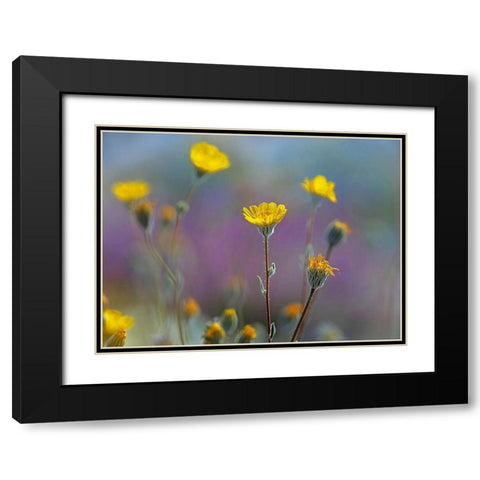 Desert Sunflowers Black Modern Wood Framed Art Print with Double Matting by Fitzharris, Tim