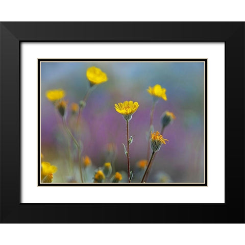 Desert Sunflowers Black Modern Wood Framed Art Print with Double Matting by Fitzharris, Tim