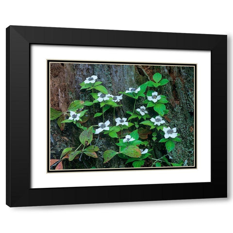 Bunchberry Blooms Black Modern Wood Framed Art Print with Double Matting by Fitzharris, Tim