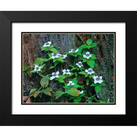 Bunchberry Blooms Black Modern Wood Framed Art Print with Double Matting by Fitzharris, Tim
