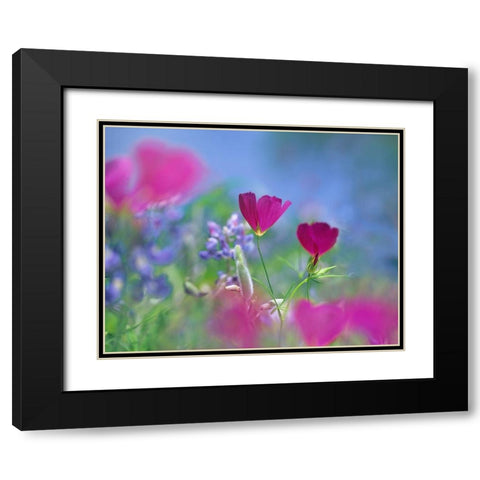 Wine cups and Texas Bluebonnets Black Modern Wood Framed Art Print with Double Matting by Fitzharris, Tim