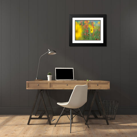 Sunflower and Scarlet Gilia Black Modern Wood Framed Art Print with Double Matting by Fitzharris, Tim