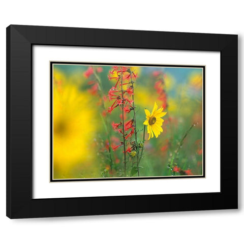 Sunflower and Scarlet Gilia Black Modern Wood Framed Art Print with Double Matting by Fitzharris, Tim