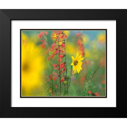 Sunflower and Scarlet Gilia Black Modern Wood Framed Art Print with Double Matting by Fitzharris, Tim