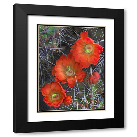 Claret Cup Cactus Black Modern Wood Framed Art Print with Double Matting by Fitzharris, Tim