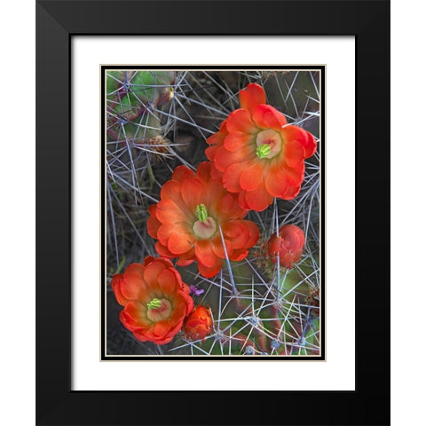 Claret Cup Cactus Black Modern Wood Framed Art Print with Double Matting by Fitzharris, Tim