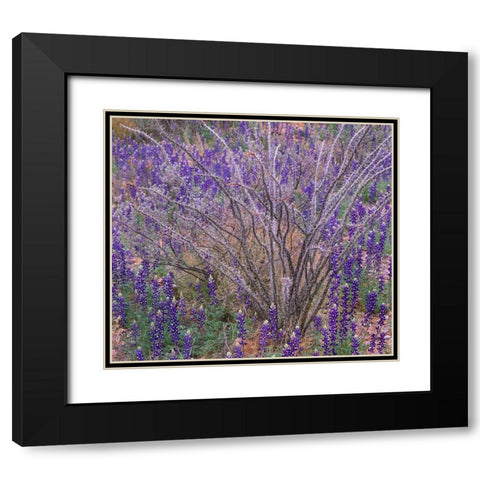 Bluebonnets and Ocotillo Black Modern Wood Framed Art Print with Double Matting by Fitzharris, Tim