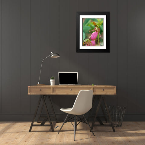 Pink Ladys Slipper Orchid Black Modern Wood Framed Art Print with Double Matting by Fitzharris, Tim