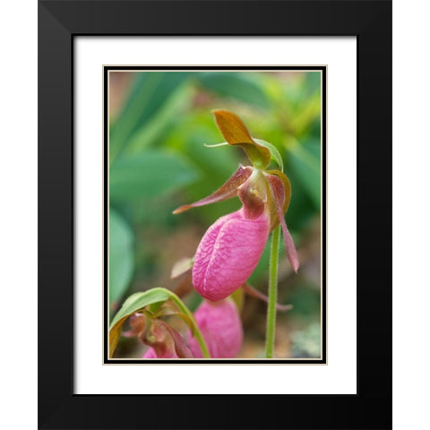 Pink Ladys Slipper Orchid Black Modern Wood Framed Art Print with Double Matting by Fitzharris, Tim